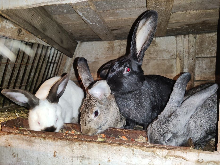 Продам взрослых кролей
