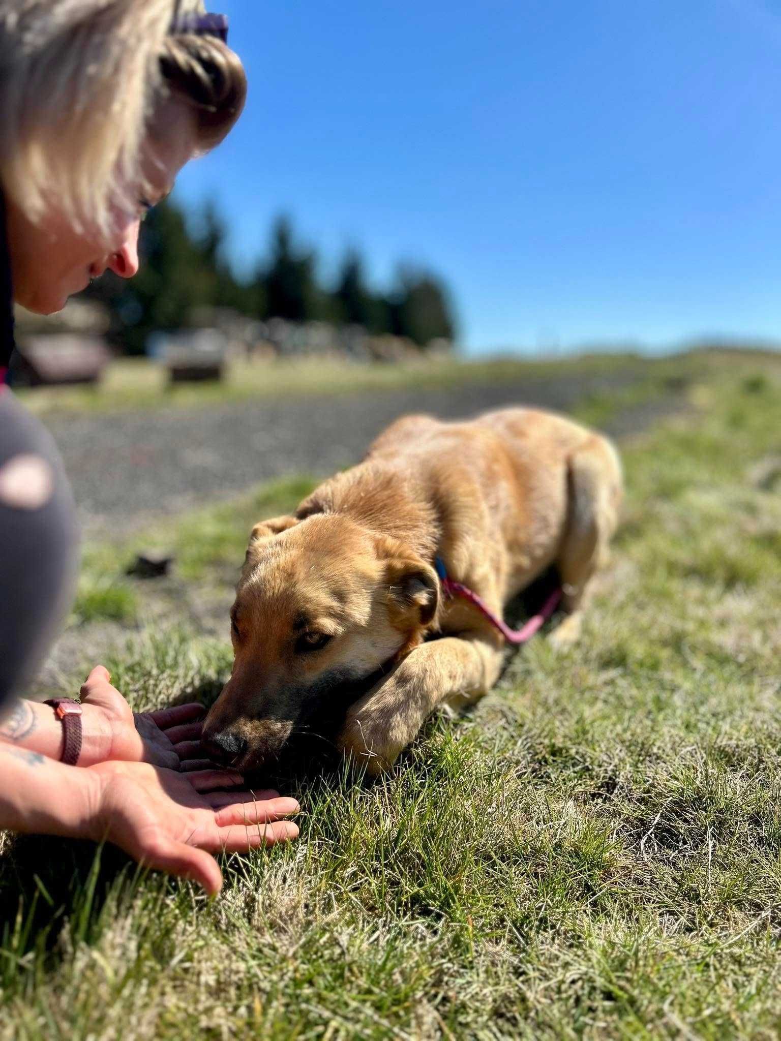 Roxi poleca się do adopcji