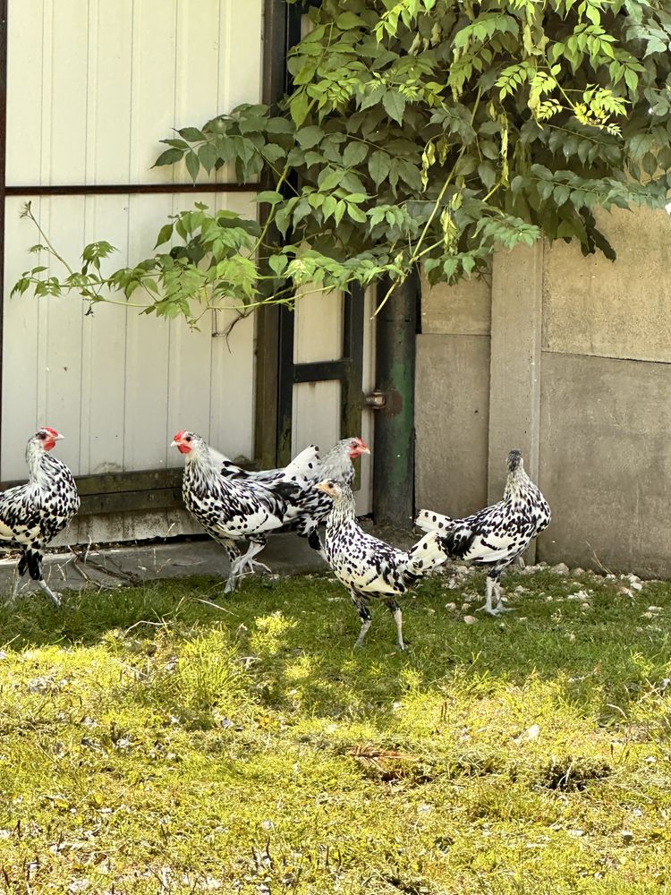 Kogutki hamburgi mlode kury