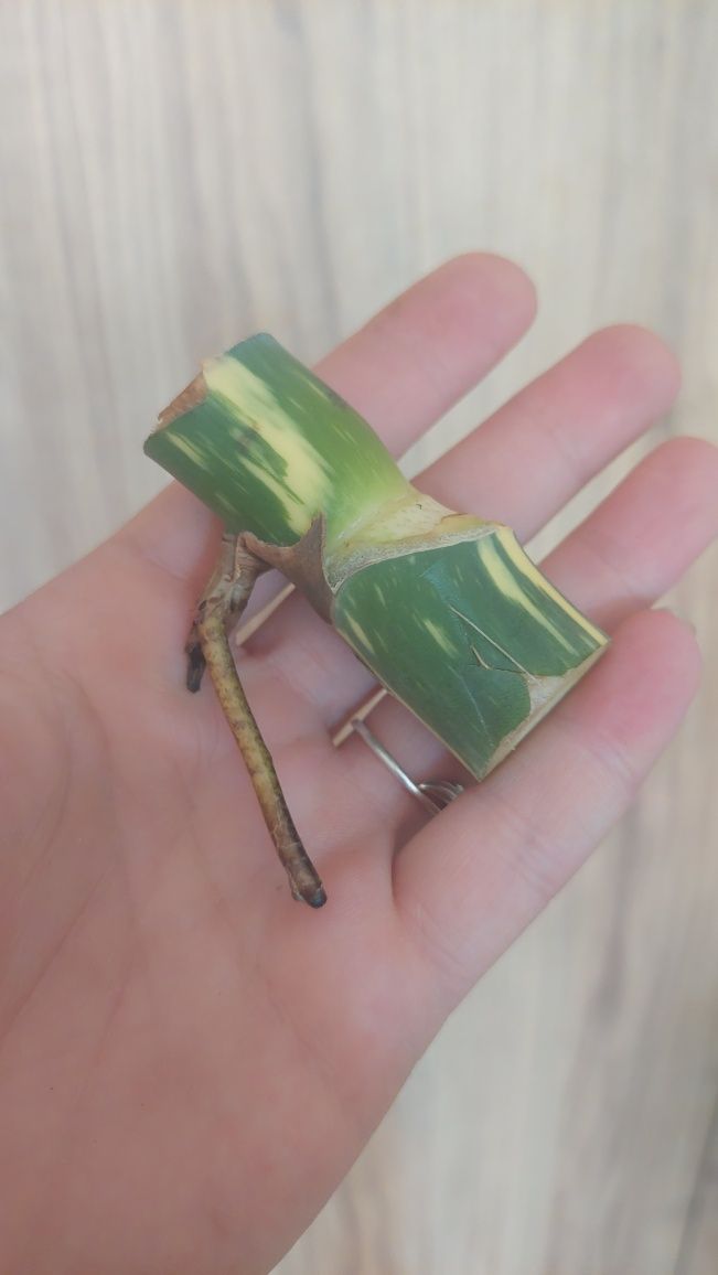 Monstera Thai #2