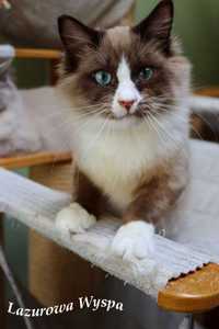 Tayson ragdoll mink z Lazurowej Wyspy