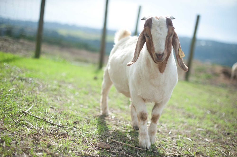 Vendo cabrito macho boer puro