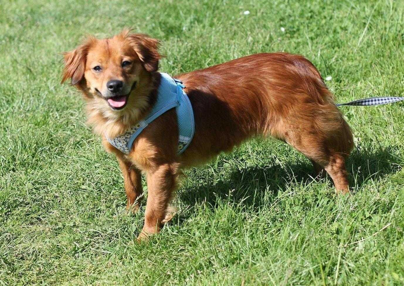 Bambi, cudna sunia do adopcji