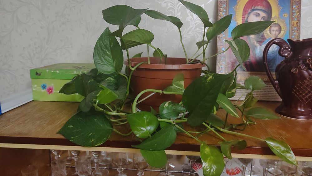 Цветок комнатный , кімнатна рослина