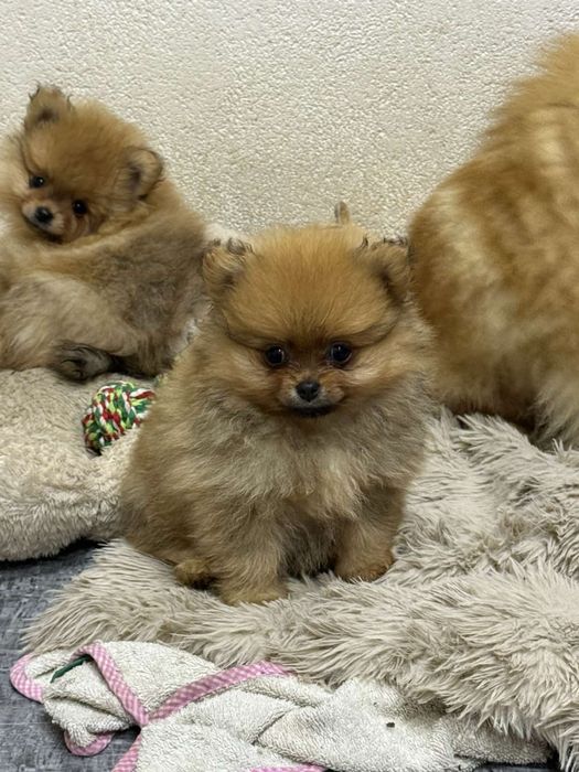 Щенки Шпиц померанский мини