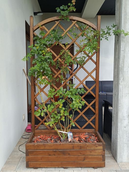 Donica z pergola i różami