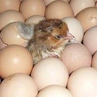 Яйце інкубаційне Мастер Грей оптом