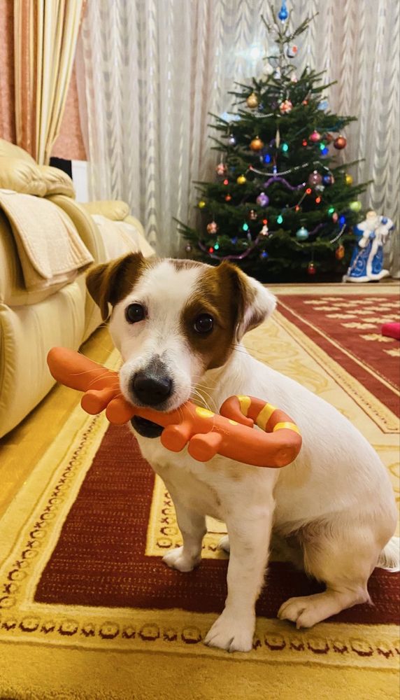 Цуценя Джек Рассел Терʼєр