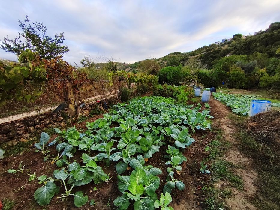 Quintinha às portas de Lisboa