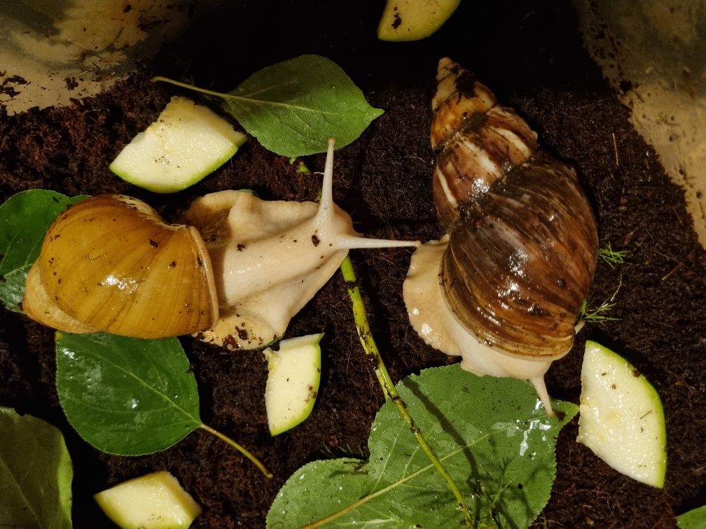 Lissachatina Albino Body