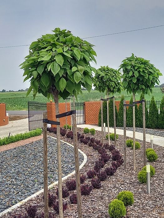 Kora sosnowa dekoracyjna, mielona.Katalpa.Tuja szmaragd,sosny, świerki