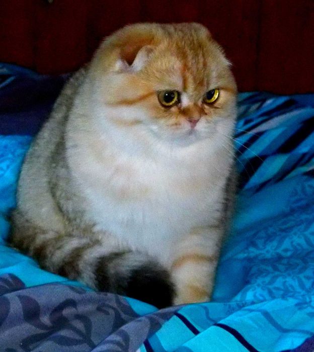 Kotka Szkocka Zwisłoucha PZF WCF Zachodniopomorskie,