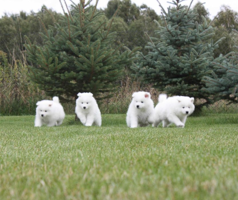 Samojed, Samoyed - piesek po utytułowanych rodzicach ZKwP