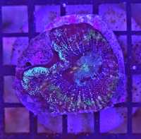 Acanthastrea - Bowerbanki Blue, morskie, Koralowiec lps, akwarium