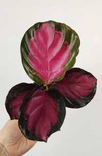 Calathea Kalatea picturata Crimson Maluszek