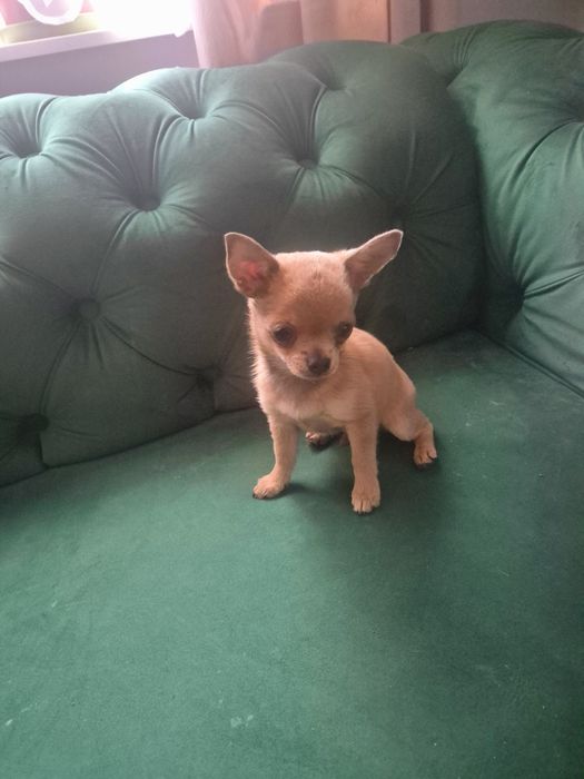Śliczny maleńki chłopiec rasy Chihuahua