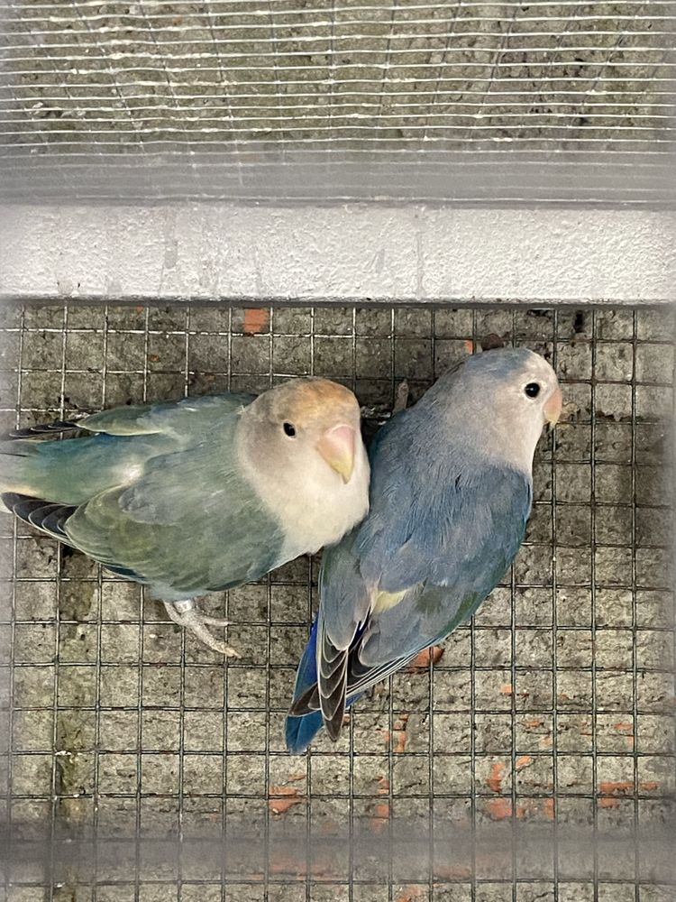 Varios agapornis disponiveis