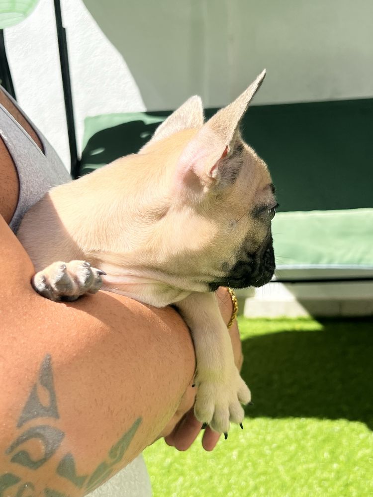 Bulldog Frances femea