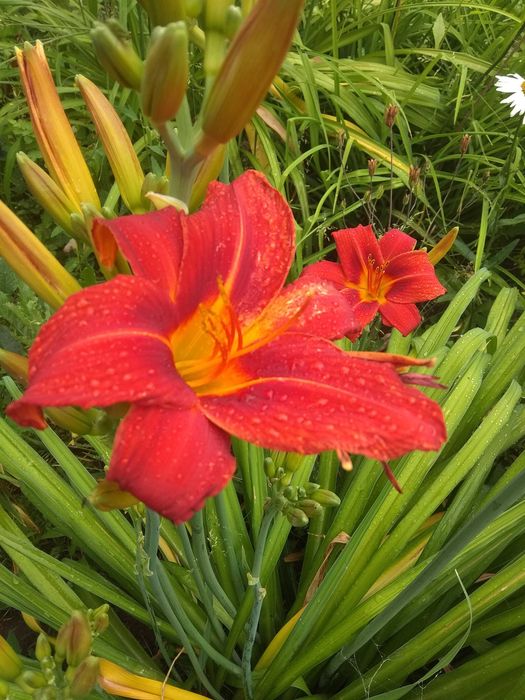 Рослини садові-камсис,лилии,коврик,хоста,климатис