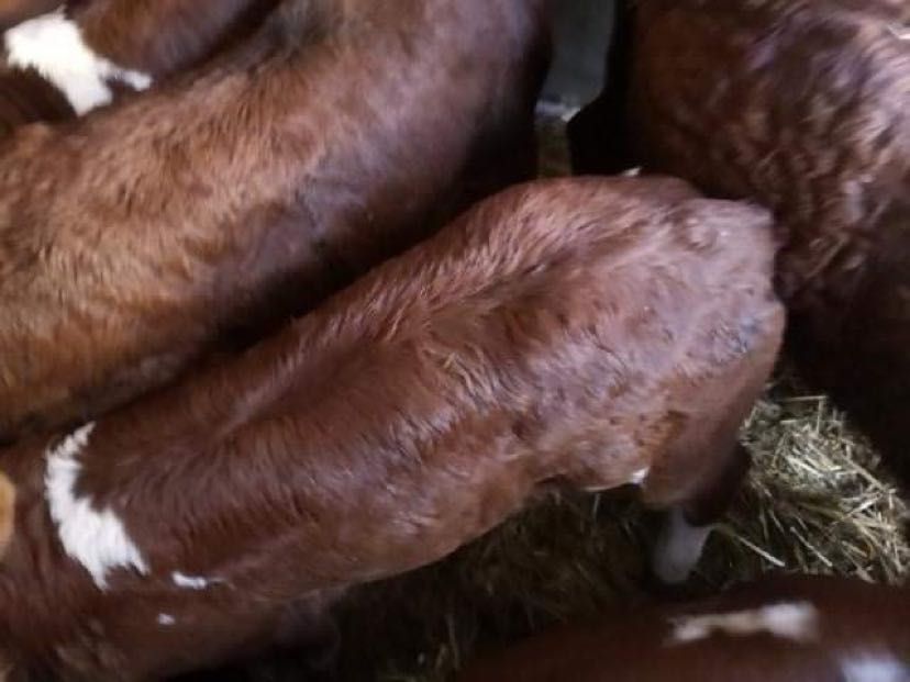 Cielaki mięsne okazja