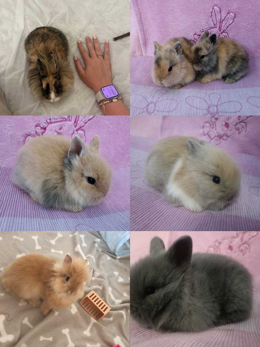 Królik Karzełek Teddy Królik Miniaturka Króliczek Króliczki