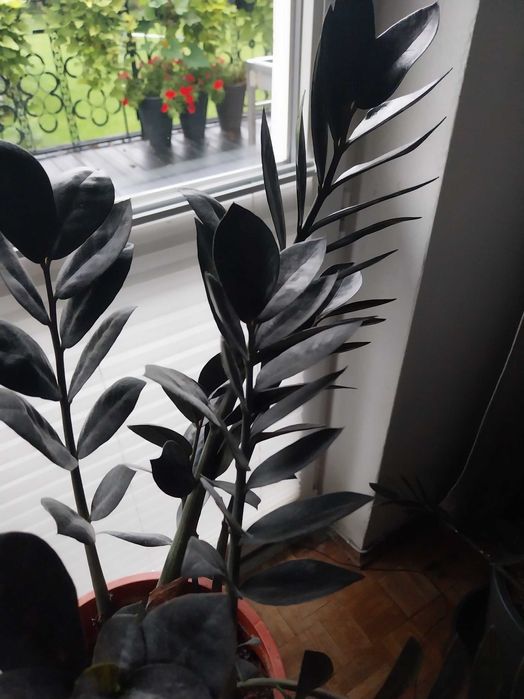 Zamiokulkas Raven