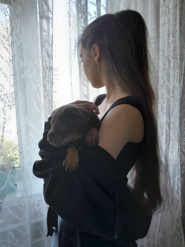 Продам цуценят добермана