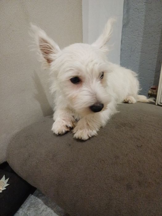 West  highland terrier white