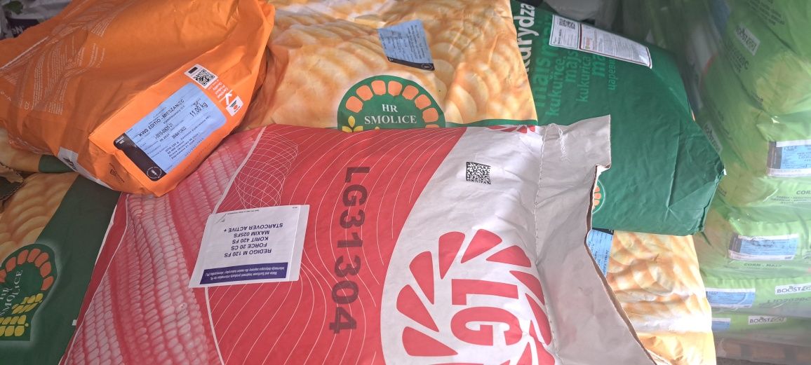 Nasiona kukurydzy saaten union kws syngenta lidea smolice lg mas Nawoz