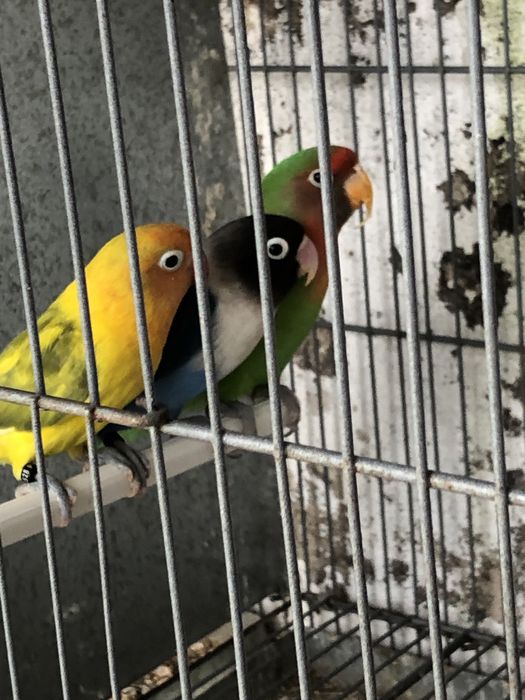 Agapornis nao sexados