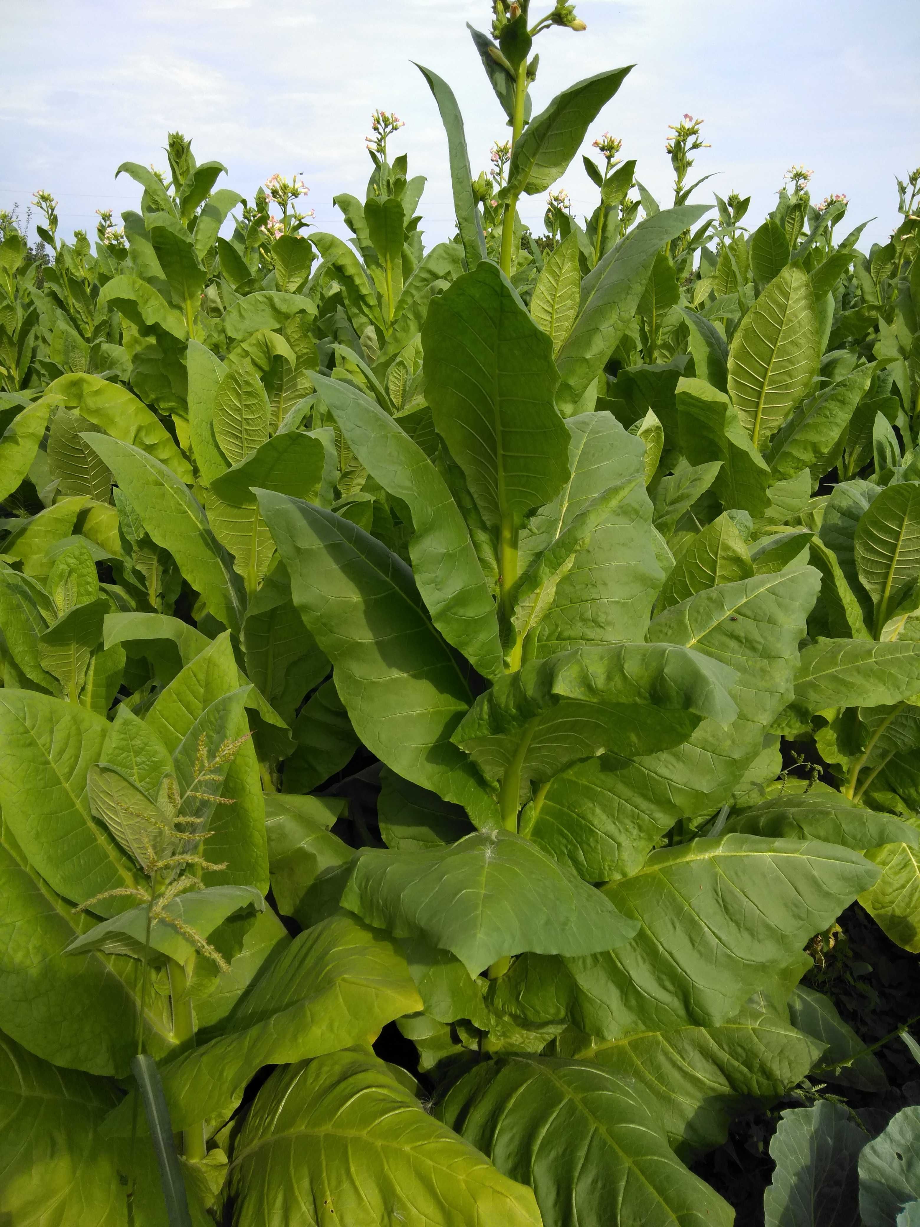Насіння Tютюну, семена табака, Вирджинія табак