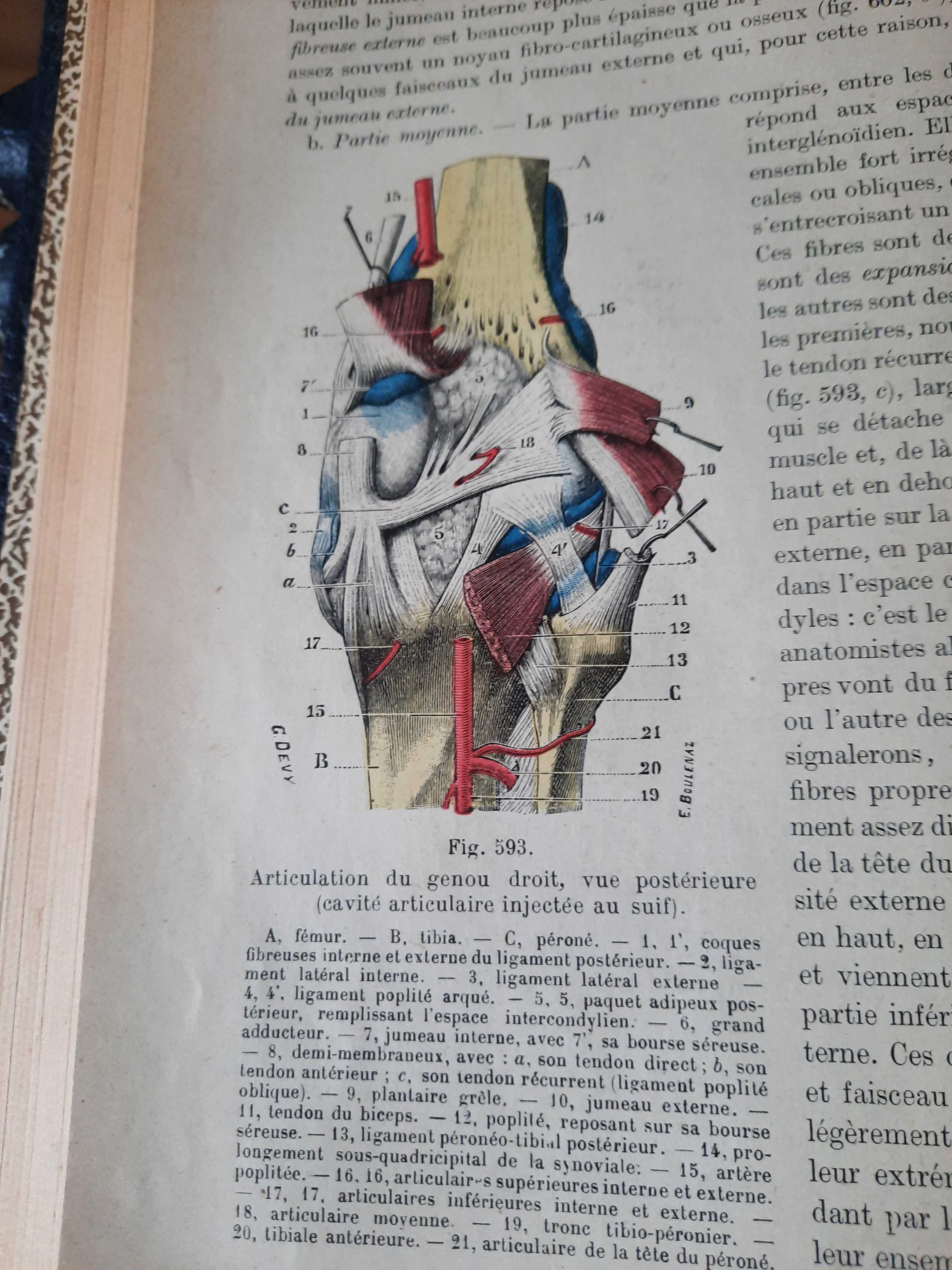 Tratado Anatomia - Testut , L .