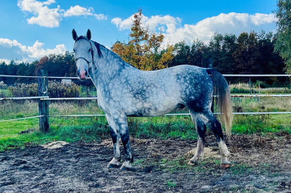 Koń śląski - wałach