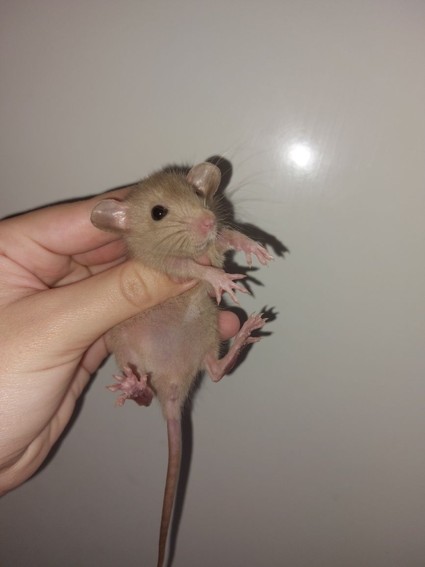 Крысята дамбо обмен на зоопродукцию