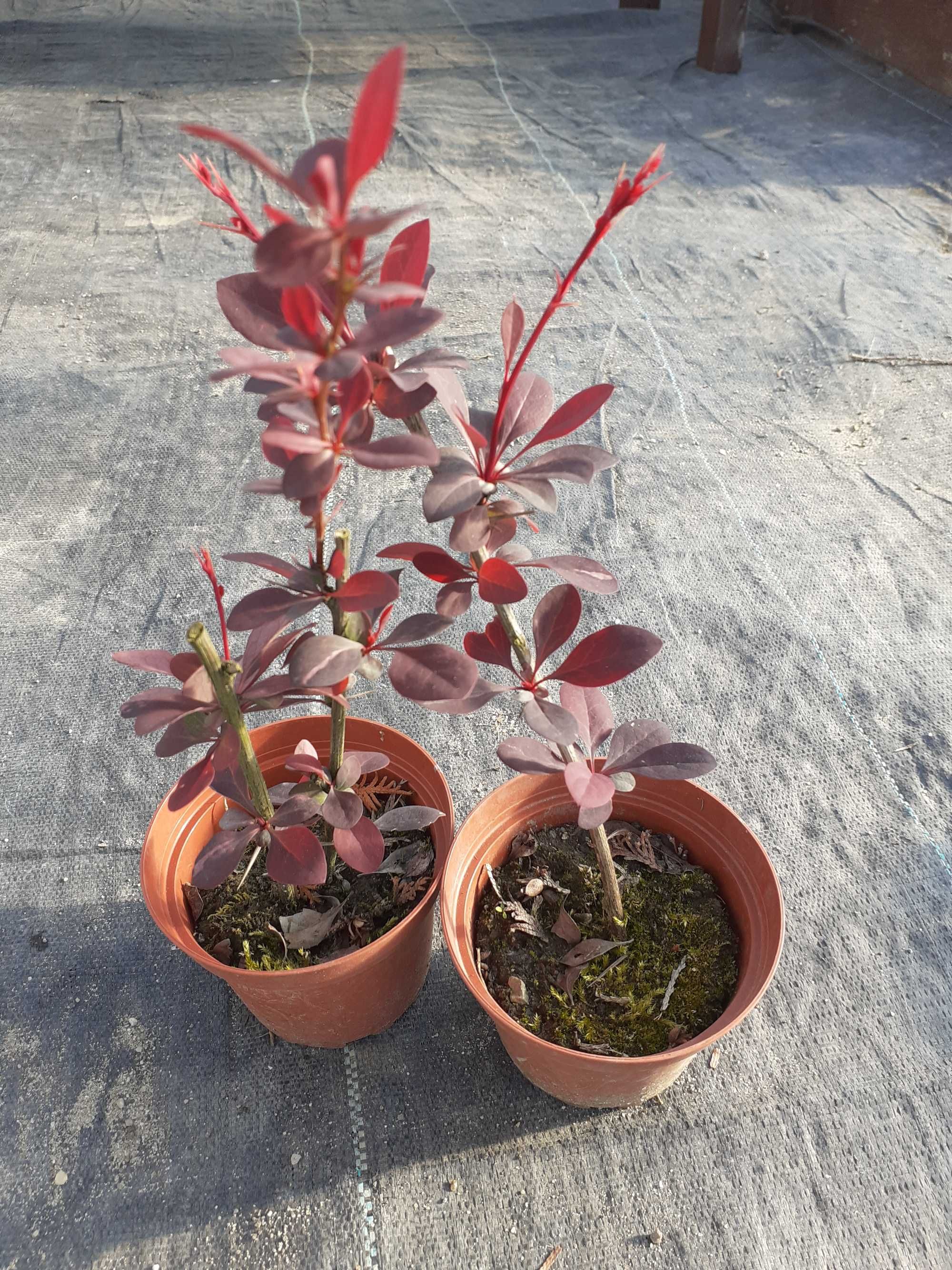 Berberys Thunberga mix, wysyłam