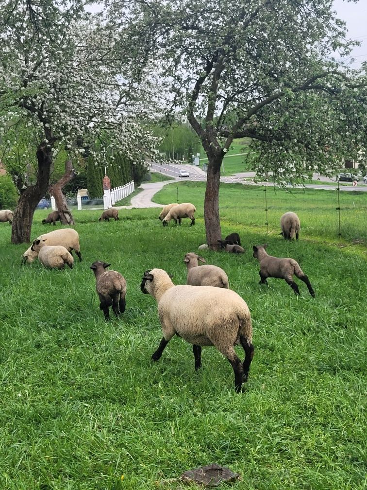 Sprzedam Młode Owce Baranki Czarnogłówki.