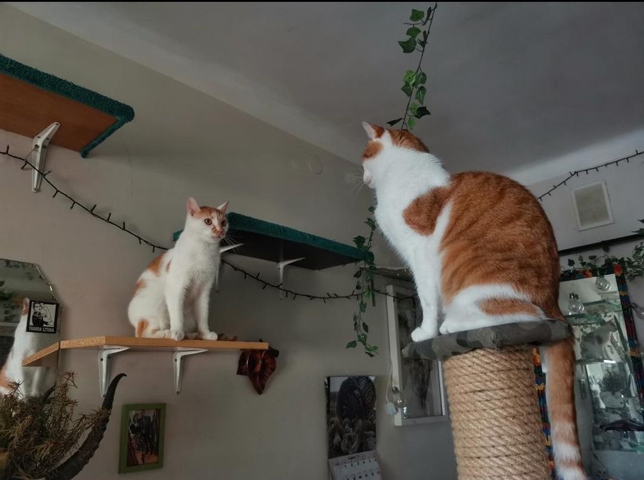 pilnie oddam w dobre ręce dwa kocurki
