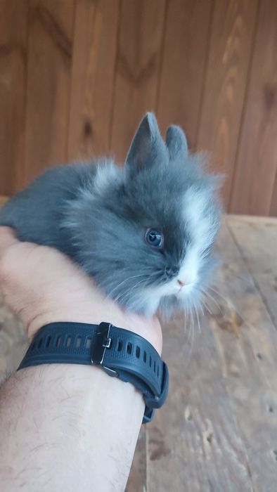 Królik króliki miniaturki miniaturka Teddy