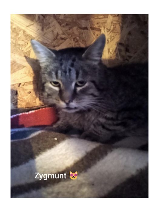 Zygmunt szuka najlepszego domku