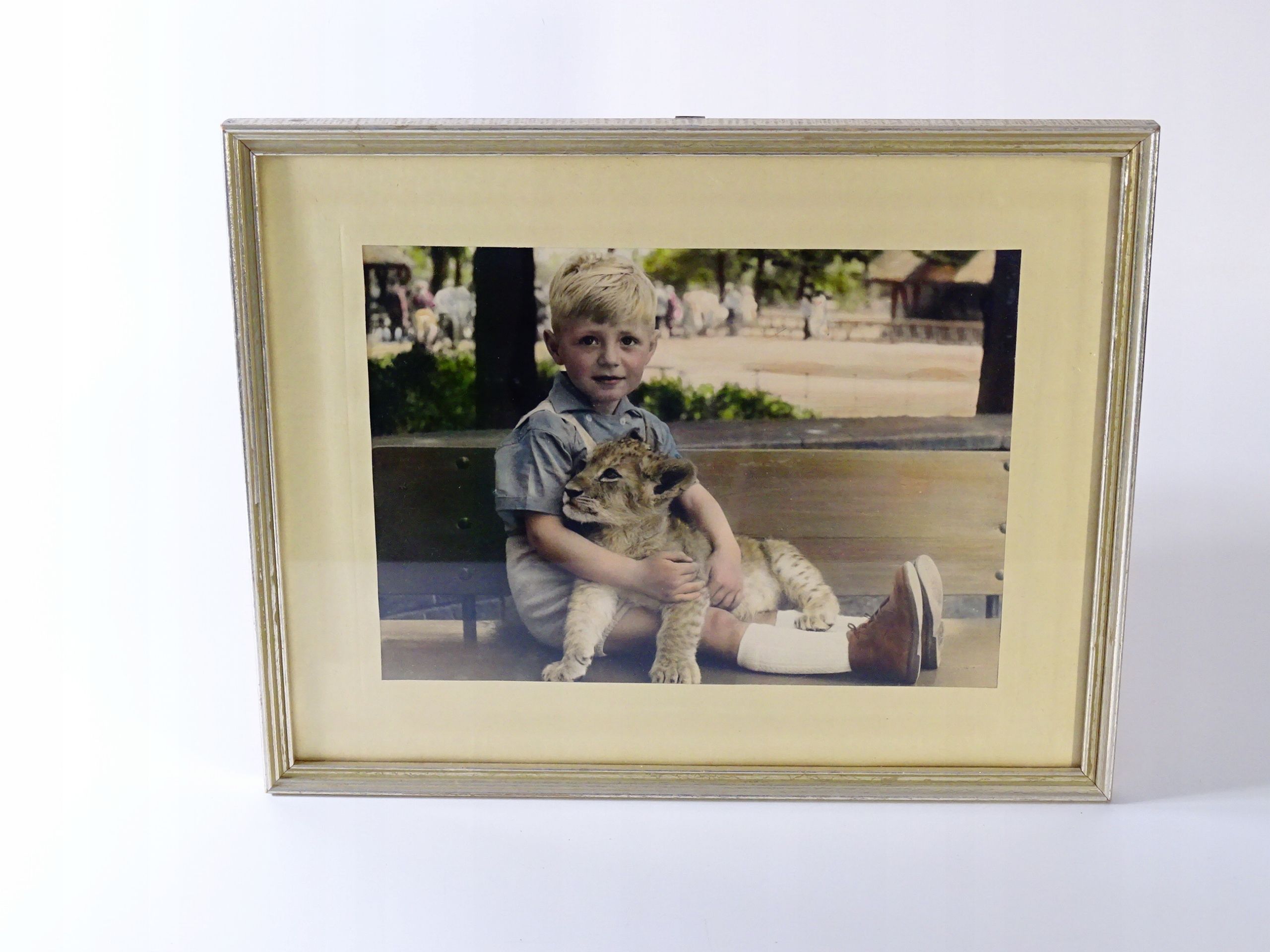 stara fotografia w ramie lata 40 chłopiec z lwem