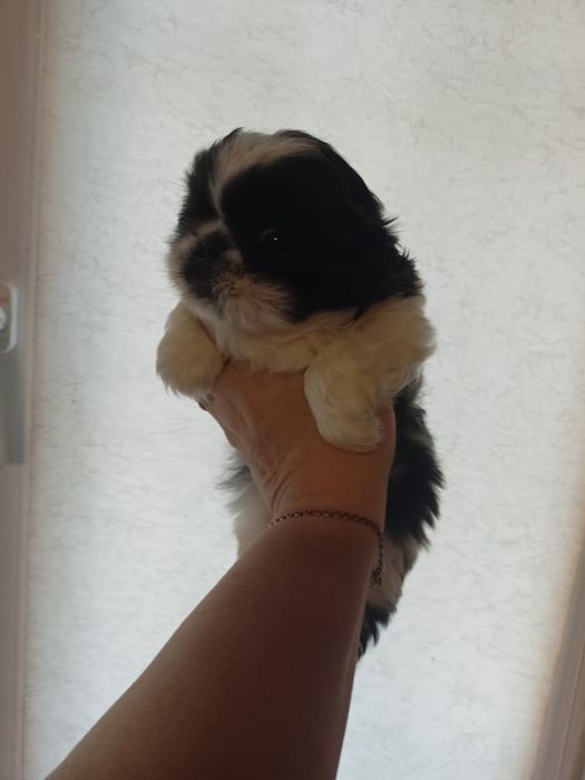 Продам цуценят пекінесів