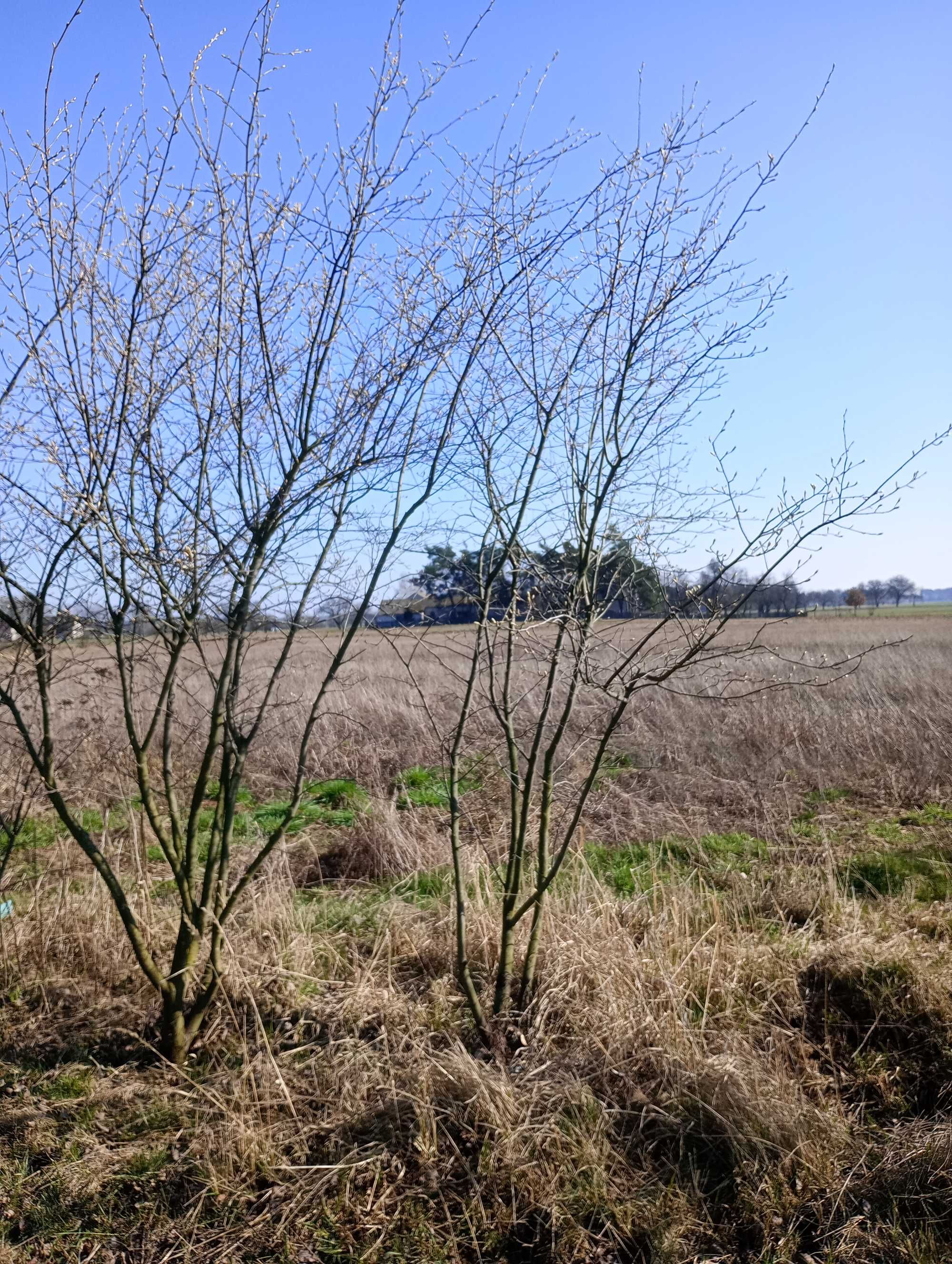 Świdośliwa Amelanchier 200-350cm bardzo duża sadzonka