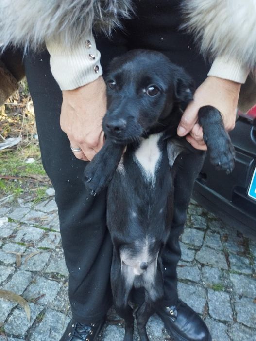 Bolt para adoção muito responsável