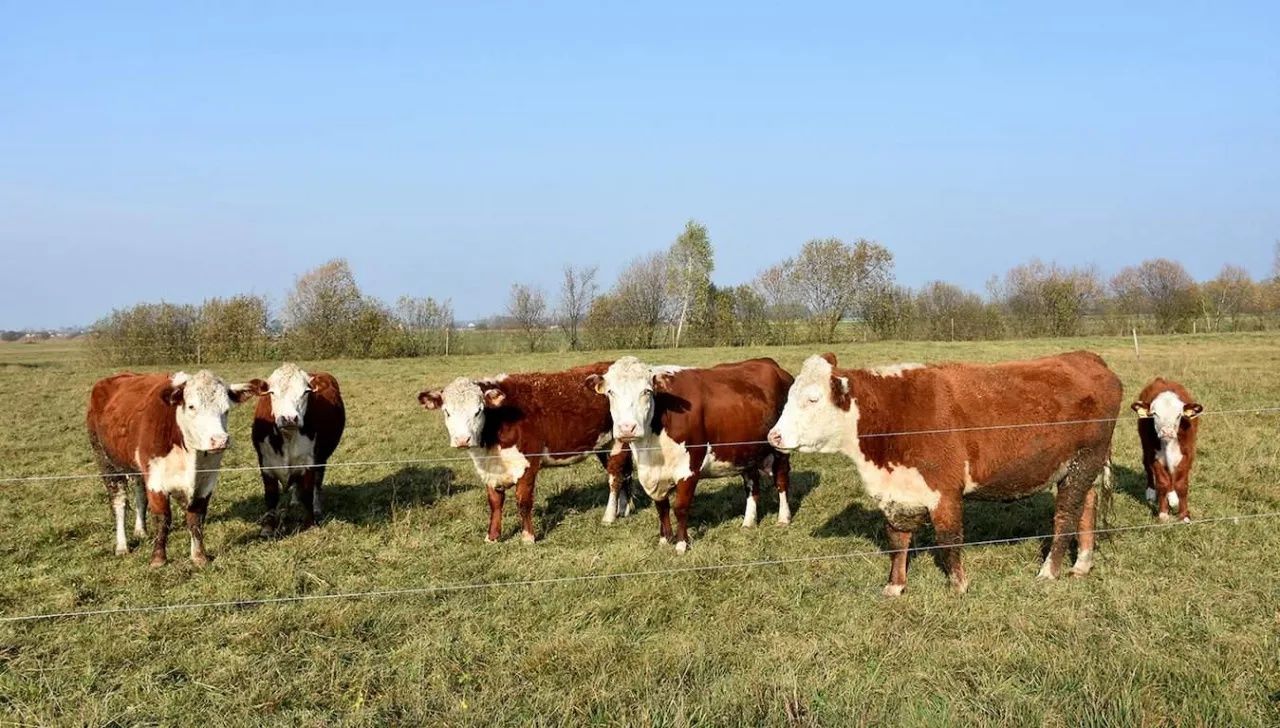 Masz pilną krowę ? zadzwoń my ją odbierzemy w 2 godziny