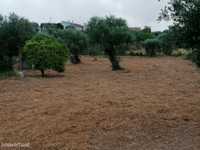 Terreno em Mouriscas para cultivo com olival e árvores de fruto