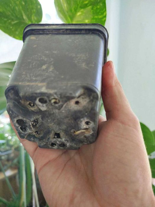 Монстера Тайське сузір'я