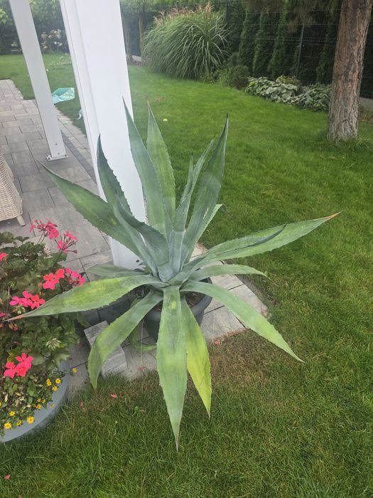 Dwie agawy średniej wielkości