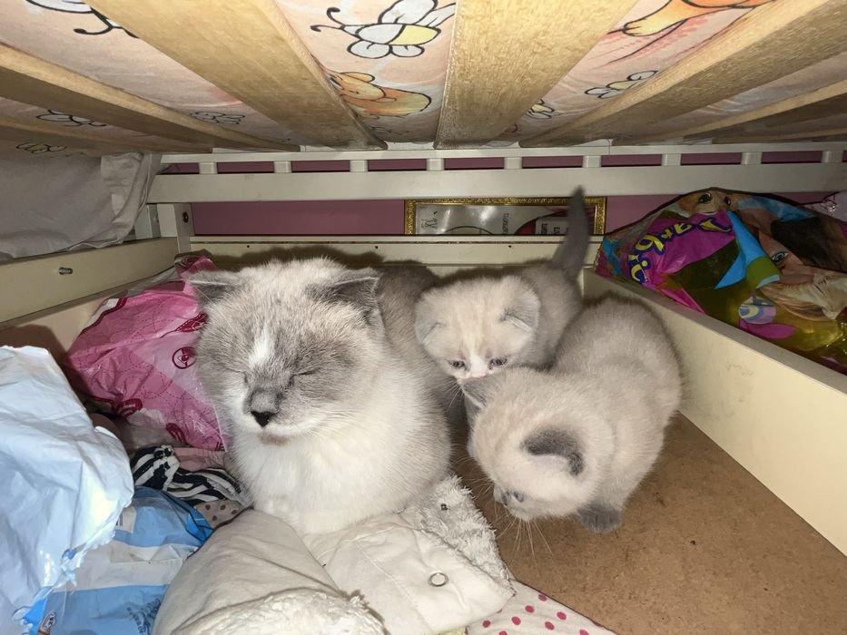Продаются котята британской вислоухой шиншилы