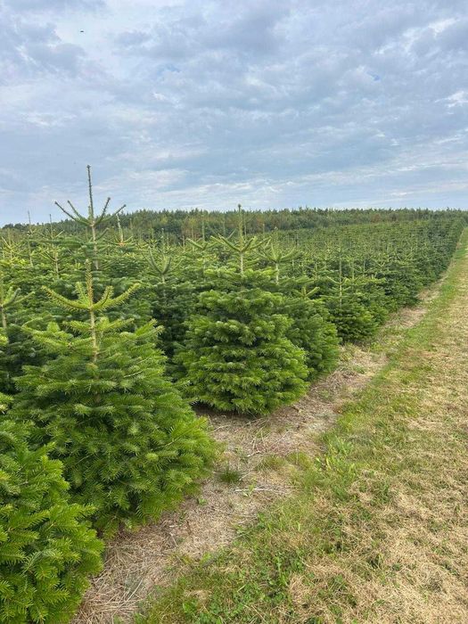 Jodła Kaukaska – Hurtowa sprzedaż choinek z dostawą na całą Polskę