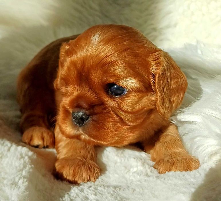 Cudowny rudy piesek Cavalier King Charles Spaniel FCI
